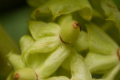 Cyrtandra cordifolia