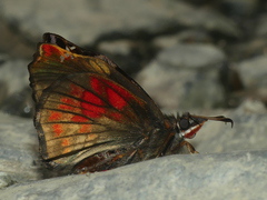 Noctuana haematospila