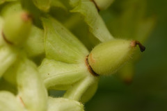 Cyrtandra cordifolia