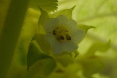 Cyrtandra cordifolia