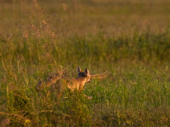 Vulpes corsac