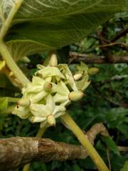 Cyrtandra cordifolia