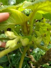 Cyrtandra cordifolia