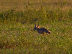 Vulpes corsac
