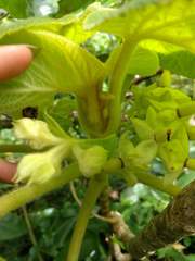 Cyrtandra cordifolia