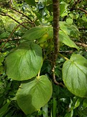 Cyrtandra cordifolia