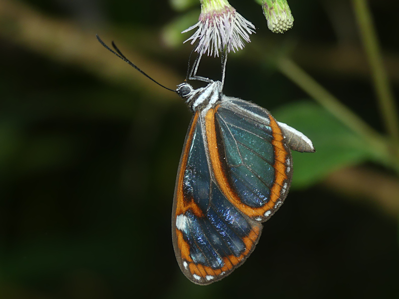 Oleria derondina