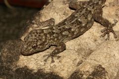 Goggia microlepidota