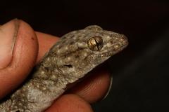 Goggia microlepidota