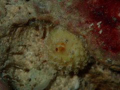 Tethya actinia