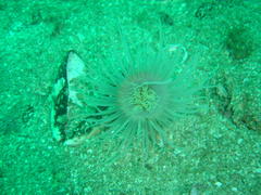 Ceriantheopsis austroafricanus