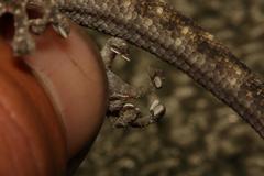 Goggia microlepidota