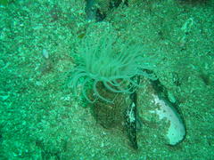 Ceriantheopsis austroafricanus