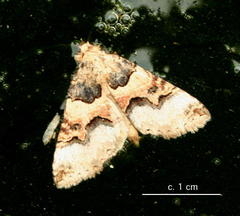 Tytroca metaxantha