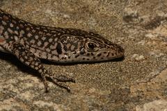 Australolacerta australis