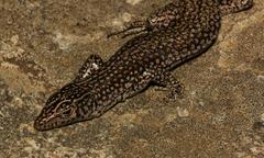 Australolacerta australis