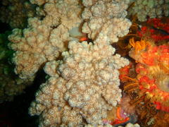 Eunephthya thyrsoidea