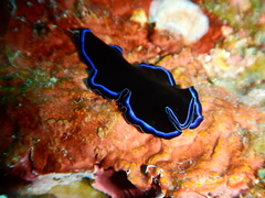 Pseudoceros caeruleocinctus