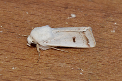 Proteuxoa cyanoloma