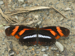 Podotricha telesiphe