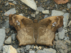 Polyctor extensa