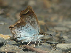 Polyctor extensa