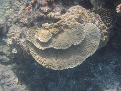 Acropora branchi