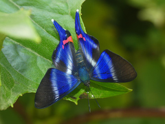 Rhetus dysonii