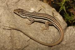 Pedioplanis burchelli