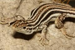 Pedioplanis burchelli