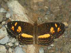 Telenassa berenice