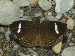 Telenassa delphia nana