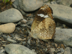 Telenassa delphia nana