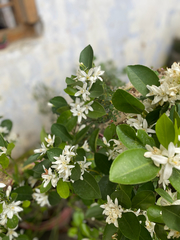 Rutaceae