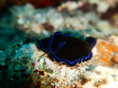 Pseudoceros caeruleocinctus