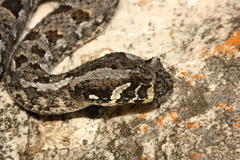 Bitis rubida