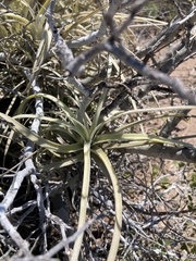 Tillandsia exserta
