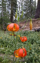 Lilium pardalinum