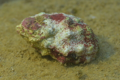 Drupella cornus