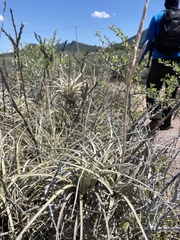 Tillandsia exserta