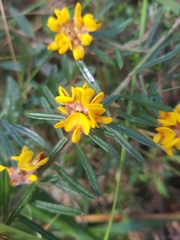 Pultenaea polifolia
