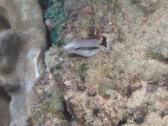 Aspidontus taeniatus