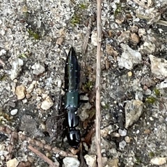 Thyreocephalus