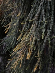 Dacrydium