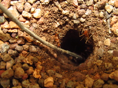 Myrmecocystus