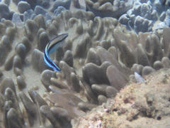 Aspidontus taeniatus