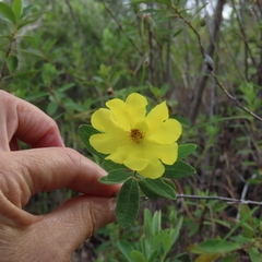 Hibbertia nemorosa