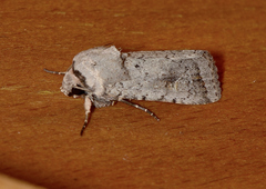 Proteuxoa amaurodes