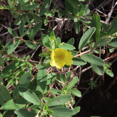 Hibbertia nemorosa
