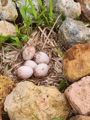 Amaurornis phoenicurus